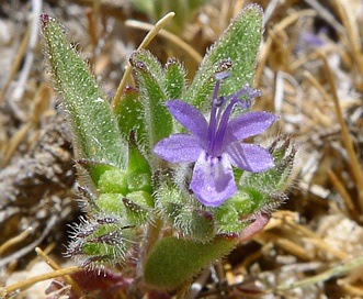 Trichostema austromontanum