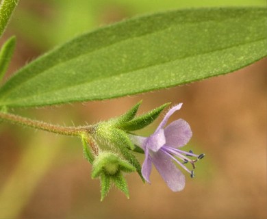 Trichostema brachiatum