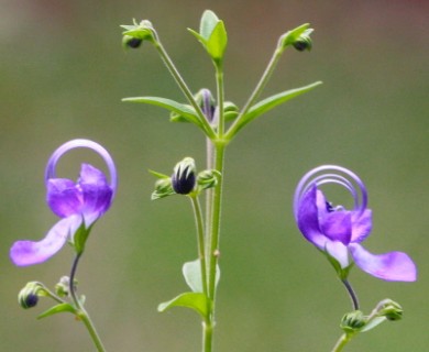 Trichostema dichotomum