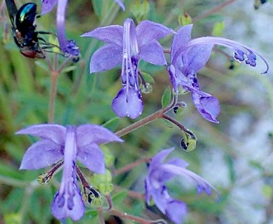 Trichostema gracile