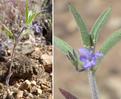 Trichostema micranthum