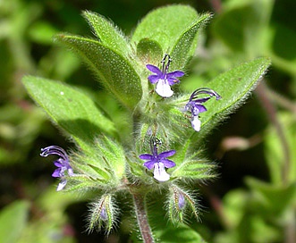 Trichostema oblongum