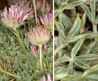 Trifolium andersonii