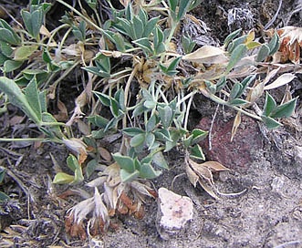 Trifolium andinum