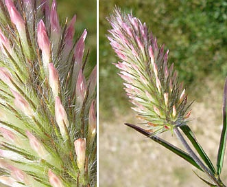 Trifolium angustifolium