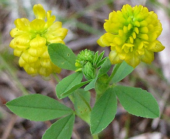 Trifolium aureum