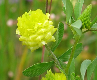 Trifolium campestre