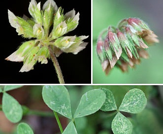 Trifolium carolinianum