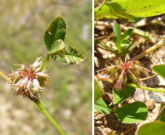 Trifolium cernuum