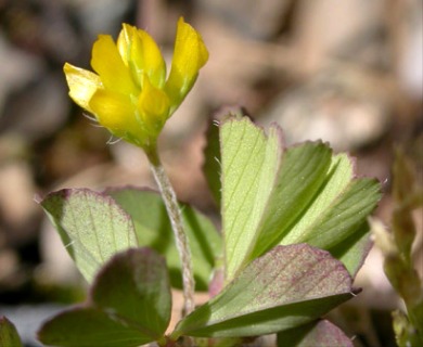 Trifolium dubium