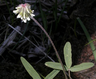 Trifolium eriocephalum