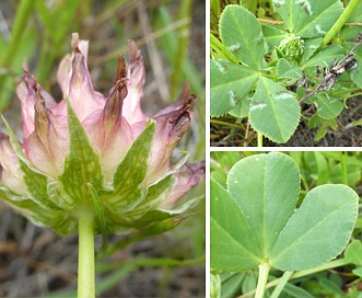 Trifolium fucatum