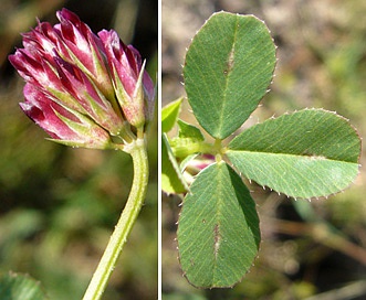 Trifolium gracilentum