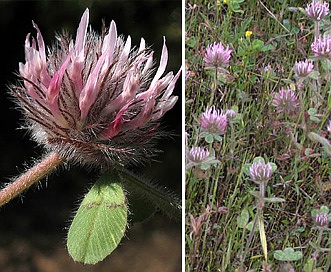 Trifolium hirtum