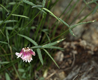 Trifolium kingii