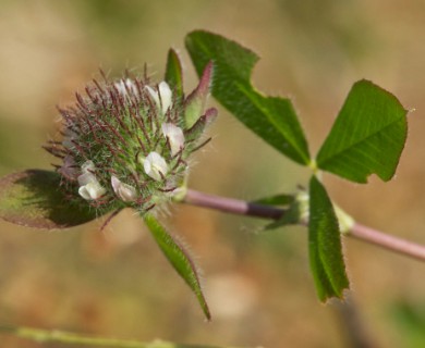 Trifolium lappaceum