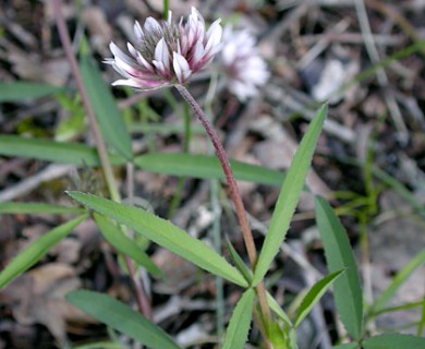 Trifolium longipes