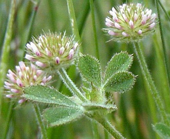 Trifolium microcephalum