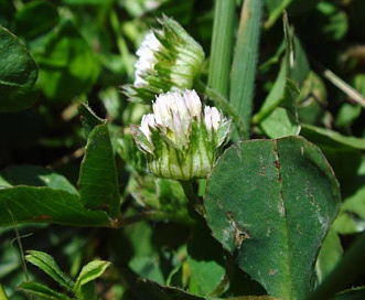 Trifolium microdon