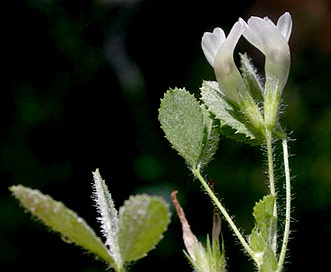 Trifolium monanthum