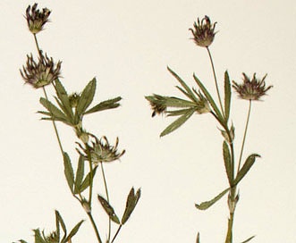 Trifolium mucronatum