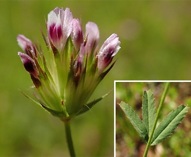 Trifolium oliganthum