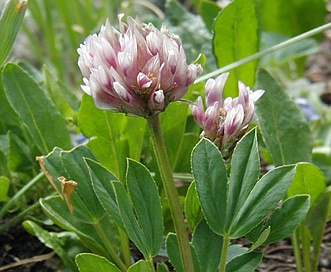 Trifolium parryi