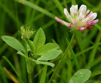 Trifolium pinetorum