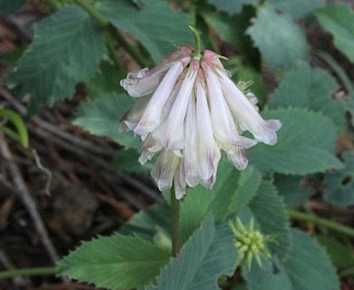 Trifolium productum