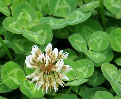 Trifolium repens