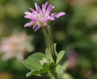 Trifolium resupinatum