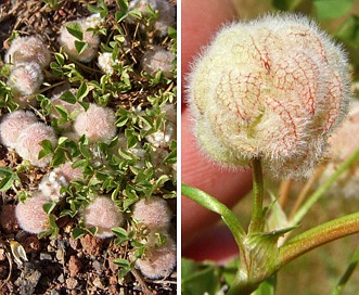 Trifolium tomentosum