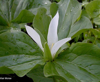 Trillium albidum