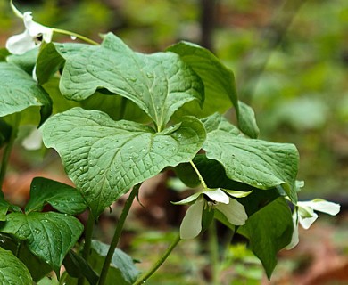 Trillium cernuum