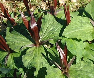 Trillium chloropetalum