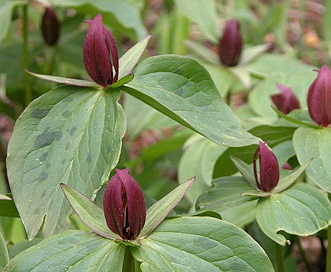 Trillium cuneatum