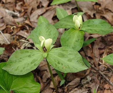 Trillium discolor