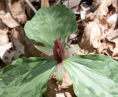 Trillium foetidissimum