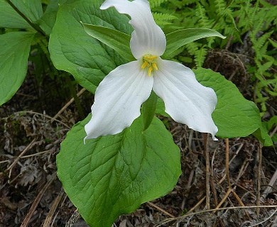 Trillium grandiflorum