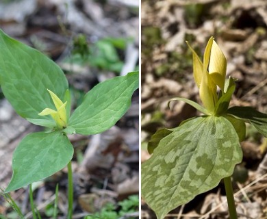 Trillium luteum