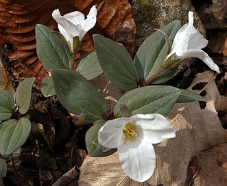 Trillium nivale