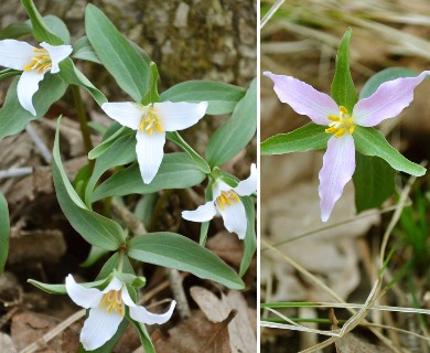 Trillium pusillum