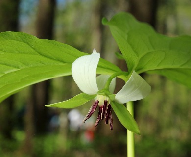 Trillium rugelii