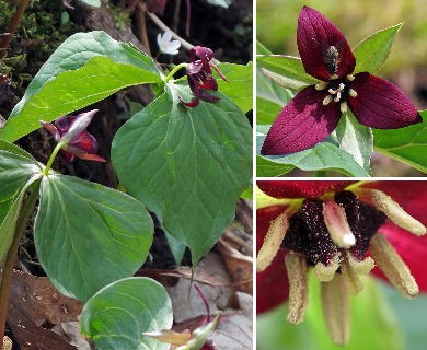 Trillium sulcatum