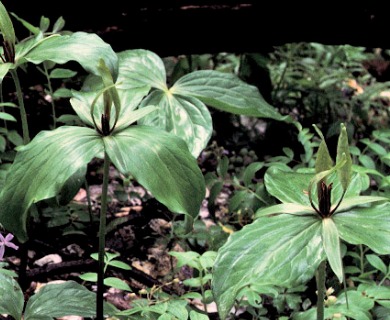 Trillium viride