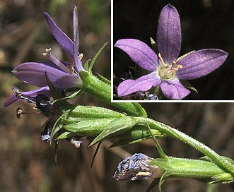 Triodanis biflora