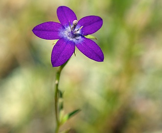 Triodanis leptocarpa