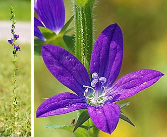 Triodanis perfoliata