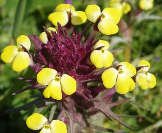 Triphysaria eriantha