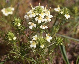 Triphysaria floribunda